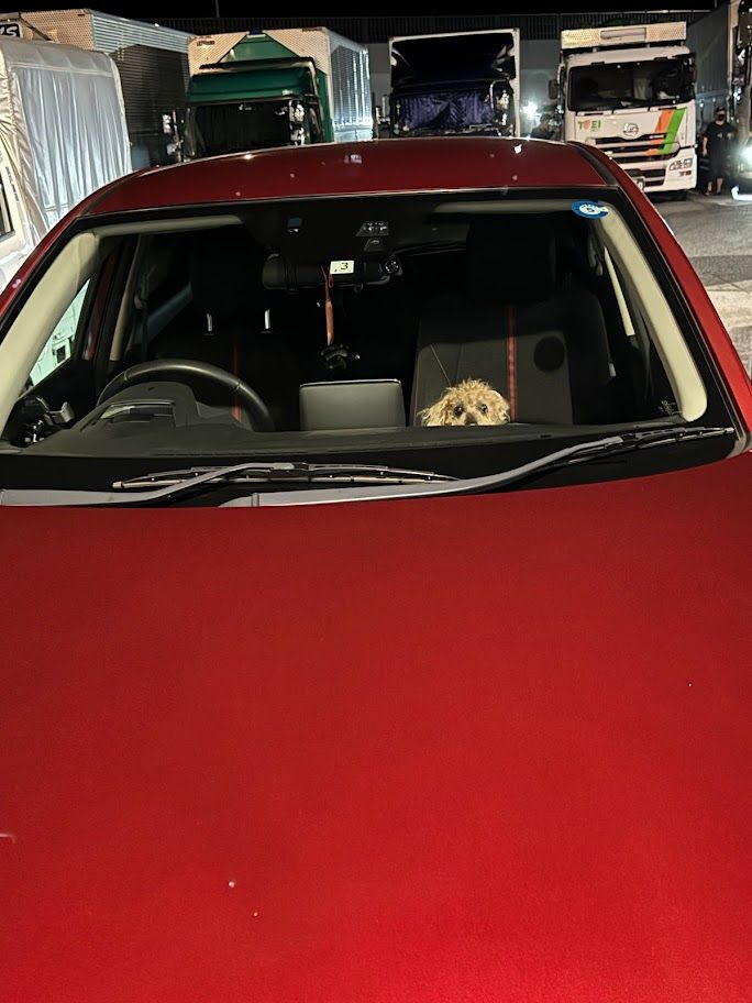 cardog