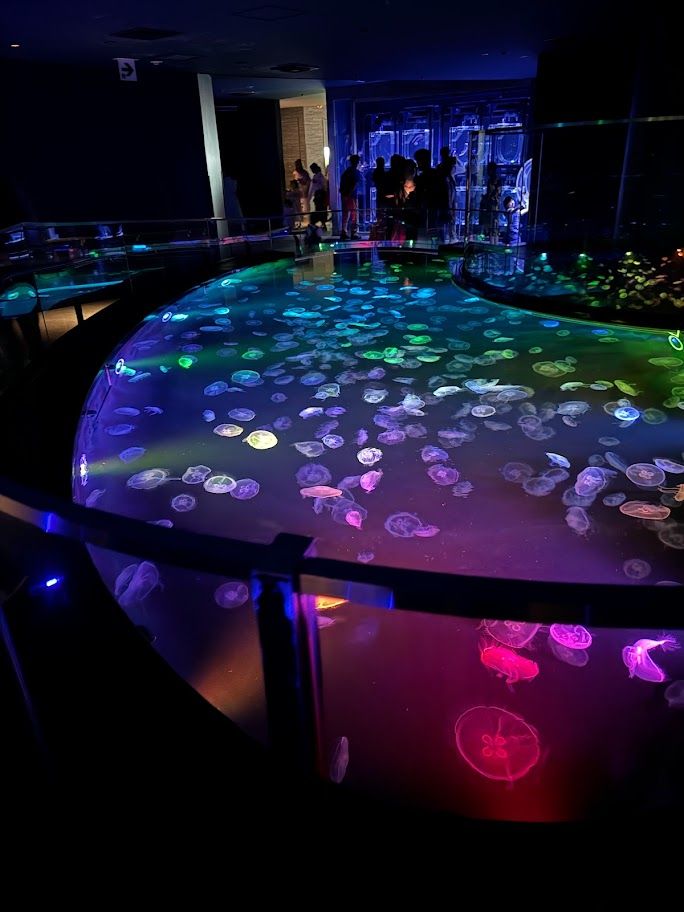 jelly